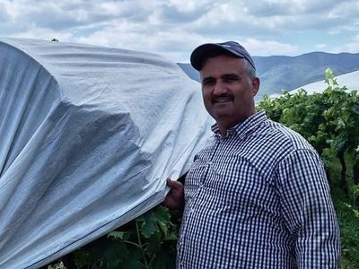 Sarıgöl'de bağlar gelinlik gibi örtülerle korunuyor
