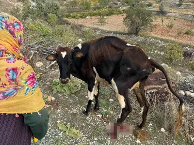 Gercüş yolunda pikapla çarpılan büyükbaş hayvan yaralandı