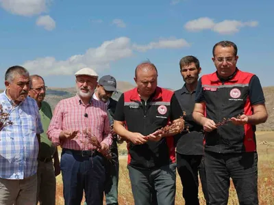 kocasinan'da karabuğday hasadı: arıcılık için yeni bir hamle
