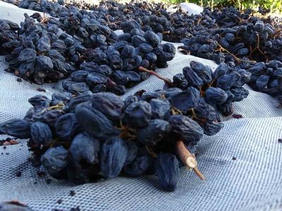 Bin rakımda yetişen kurutmalık üzüm talebe yetmiyor
