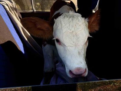 tarladan eve uzanan sadakat: inek yavrusunu peşinden bırakmadı