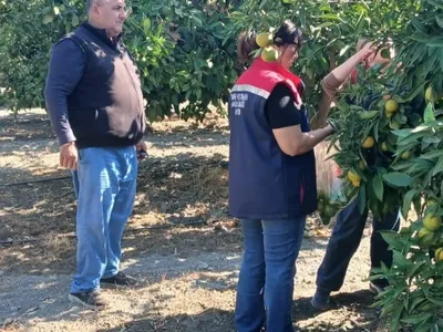 Gıdanın izinde: Söke'de hasat öncesi pestisit denetimi
