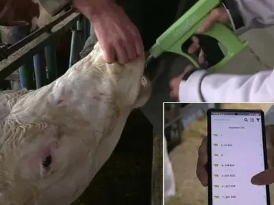 Yapay zekâ ve çiple Bursa'da ari işletmede Avrupa standardında süt üretimi