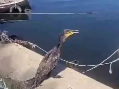 Sarıçay'da misinaya takılan karabatak 24 saatte iyileşip doğaya geri bırakıldı
