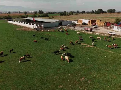 Amasya’da 200 binden fazla büyükbaş hayvan şap aşısı programına alındı