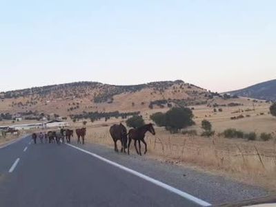 Dönekaya’da yolun ortasında beliren yaban atları sürücülere zor anlar yaşattı