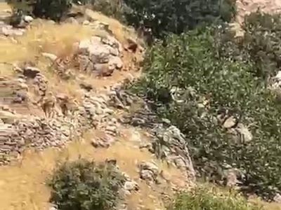 Çermik'te kayalıklar yaban keçilerine kaldı