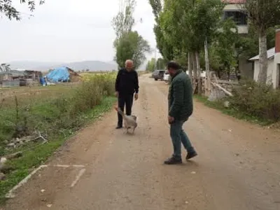 Sürüden dışlanan kazın yeni ailesi: İsmail dedenin gölgesi oldu