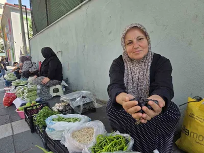 Samsun'da küçük bamya büyük kazanç sağlıyor