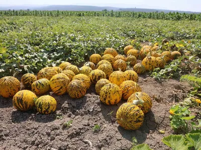Hatay’da sıcakta süren hasat: tarlada kavun kilo 10 TL, üretici 80 ton bekliyor