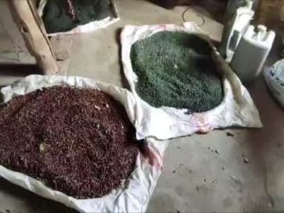 Sonbaharın bereketi: Sason'da menengiç köylülerin aile bütçesine katkı sağlıyor