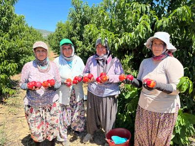 İznikli üreticiler nektarinin tarladan raflara uzanan fiyat farkına isyan etti