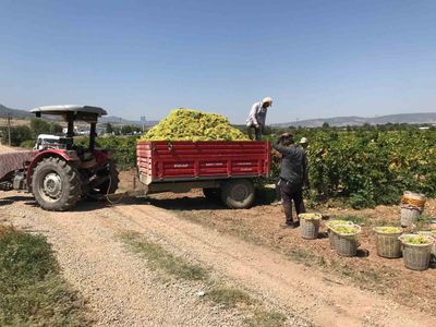 Şaraplık üzüm üreticileri tükenme noktasında: alıcıların 17 lira teklifi üretimi tehdit ediyor