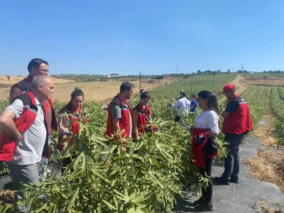 Gördes'te incir denemesi üreticilere yeni seçenek sunuyor