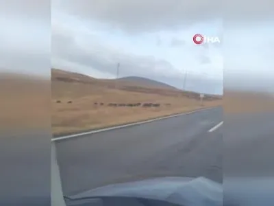 Boğatepe geçidinde yaban domuzları kara yolunu topluca geçti