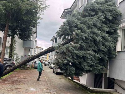 Düzce'de fırtına hasarına karşı ağaç temizliği seferberliği