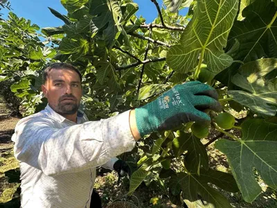 Bursa siyahı incirinde hasat başladı, üreticiler fiyat düşüşünden kaygılı
