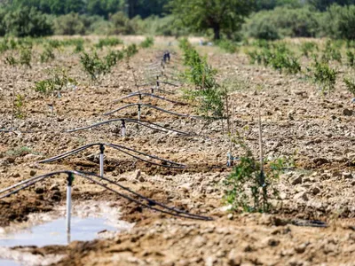 çorak topraklar suyla bereketlendi: selçuk'ta 2 bin dönüm üretime döndü