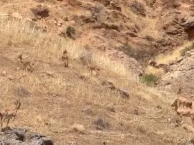 Sinikli'nin yamaçlarında koruma altındaki yaban keçileri