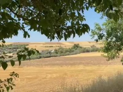 Çemişgezek yakınlarında tarladan yola çıkan domuz sürüsü kamerada