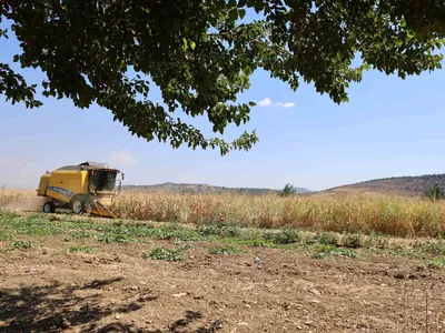 Kahramanmaraş'ta yağış ve sıcaklık mısır verimini düşürdü