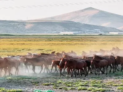Erciyes'in gölgesinde gün batımında yılkıların masalsı koşusu