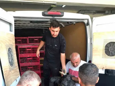Çelikhan'da ailelerin kazancına 440 tavuk ve horoz desteği
