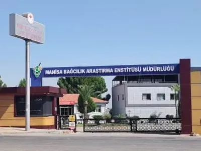 Çilek tadında üzüm Manisa enstitüsünde ilgi topluyor