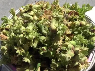 Samsun'da orta kesim fındık hasadı başladı, rekolte 115 bin ton bekleniyor