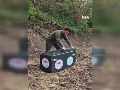 Yaralı karaca iyileşti, doğaya geri döndü