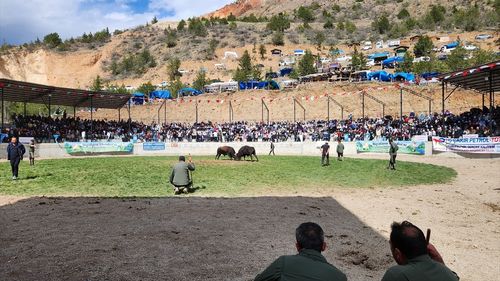 Artvin'de Boğa Güreşlerinde Yaralanma Olayı