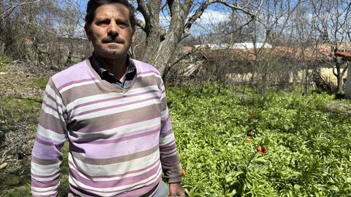 Denizli'deki Ters Laleler: 147 Yıldır Hüzünlü Göçün Anısı
