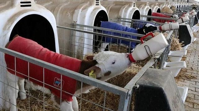 Çiftçilerin Beklediği Buzağı Destekleri İçin Son Başvuru Tarihi Açıklandı!