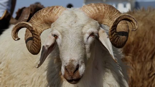 Eskişehir'de Kurban Bayramı İçin Ücretsiz Kesim Hizmeti Başlıyor!