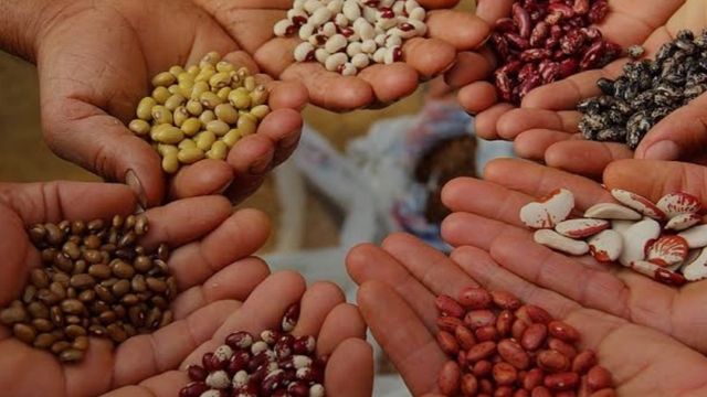 Kırıkkale'de Bedava Fide Dağıtımı: İzdiham Yaşandı