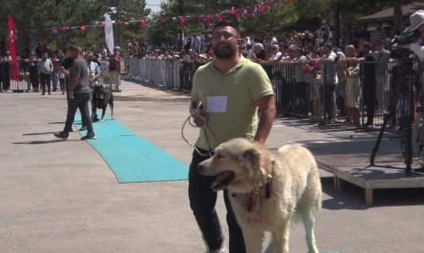 Sivas'ta bozkırın aslanları podyumda: kangal yarışında kıyasıya rekabet