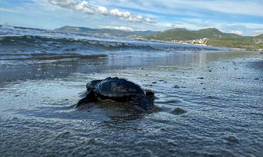 Kıyılarda tamamlanan sezon: 1.110 caretta yavrusu denize ulaştı