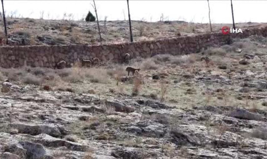 Divriği cam seyir terasında dağ keçileri manzaraya eşlik etti
