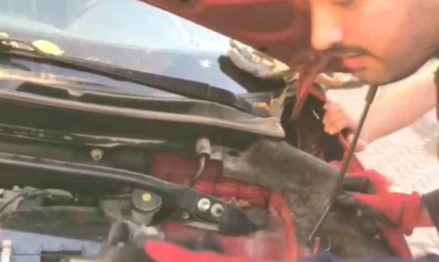 Diyarbakır'da itfaiyenin küçük kurtarma operasyonu: motor kapağında üç yavru kedi