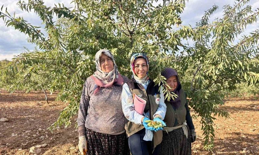 Meyve bahçelerinde Xylella fastidiosa tehdidine karşı saha kontrolleri sürüyor