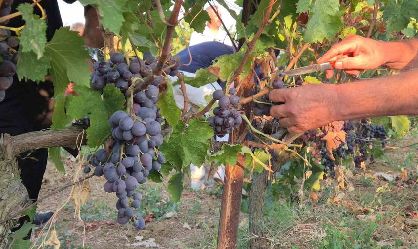 Bağ bozumu coşkusu Tekirdağ'da 14. kez yaşandı