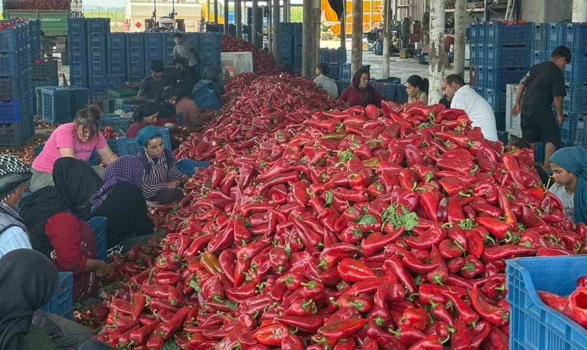 Karacabey üreticileri: kapya biber fiyatları fabrikaların alımı durdurmasıyla geriledi