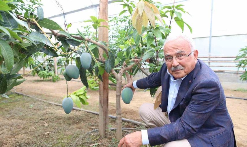 Karadeniz'de tropik seralar: 20 türle yeni tarım fırsatları