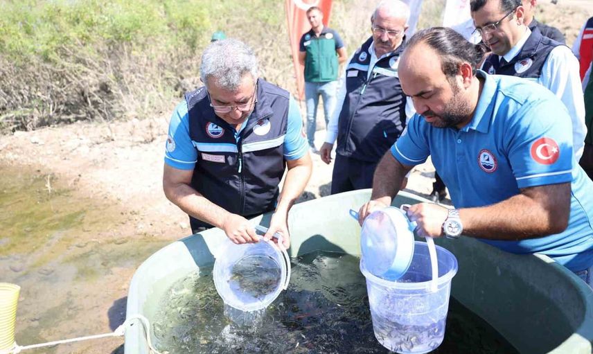 Atikhisar barajı'na 348 bin aynalı sazan bırakılmasıyla su stoklarına takviye yapıldı