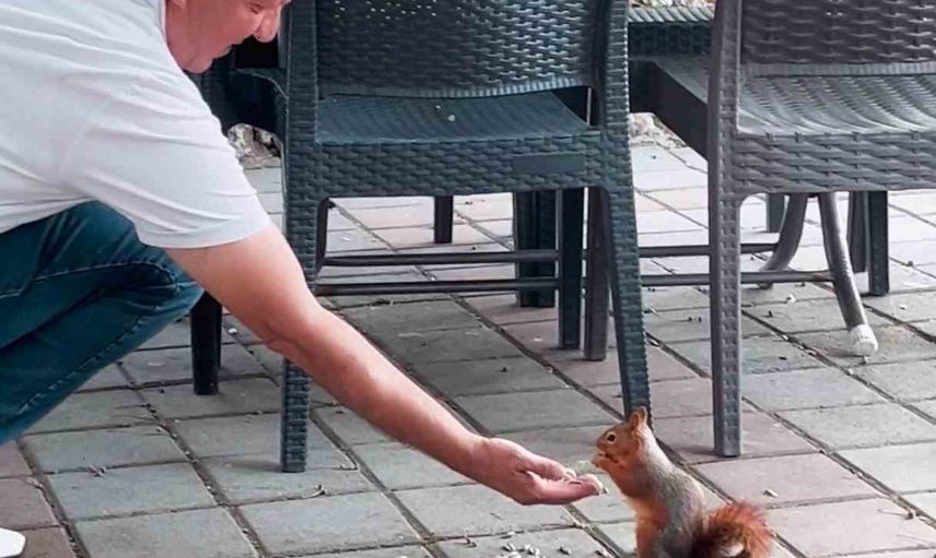 Çay bahçesinde misafir olan sincap vatandaşların ilgisini topladı