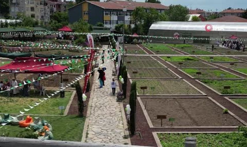 Yedikule bostanları tarihi işlevine geri dönüyor: İsmail Paşa Bostanı üretime açılıyor