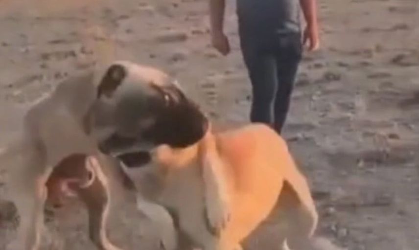 Sosyal medyaya düşen köpek dövüşü üç kişiyi adliyeye götürdü