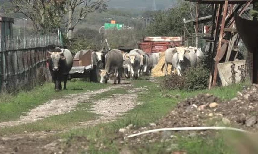 Yerli boz sığırlarla et üretimi ve yangın riski azaltma hedefi