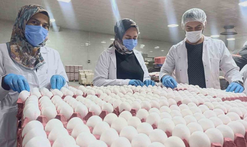 İç piyasadaki arz fazlası yumurta fiyatlarına zam baskısını azaltıyor