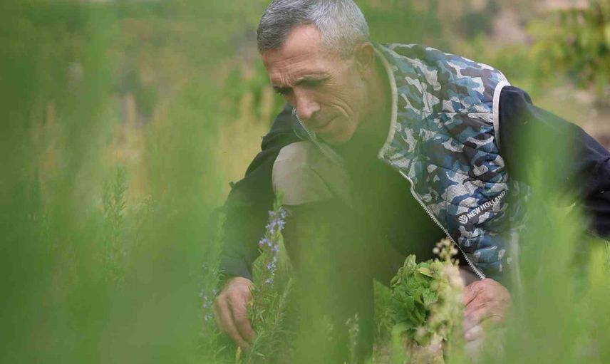 Memleketinde atıl dağlık araziyi lavanta ve adaçayı bahçesine çevirdi